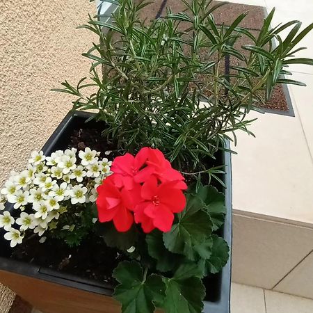 Apartman Sandra -Private Parking And Garden Zara Esterno foto